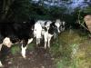 Curious cows at dusk, Lissicorrane_thumb.jpg 2.9K